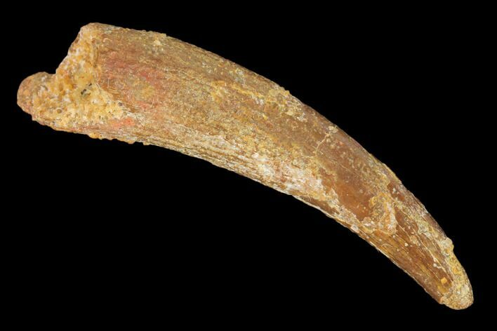 Fossil Pterosaur (Siroccopteryx) Tooth - Morocco #145203